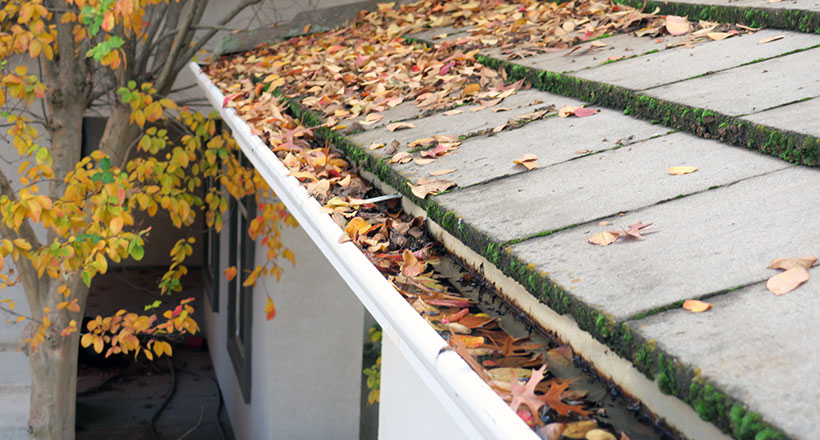 Roof Moss Inspection